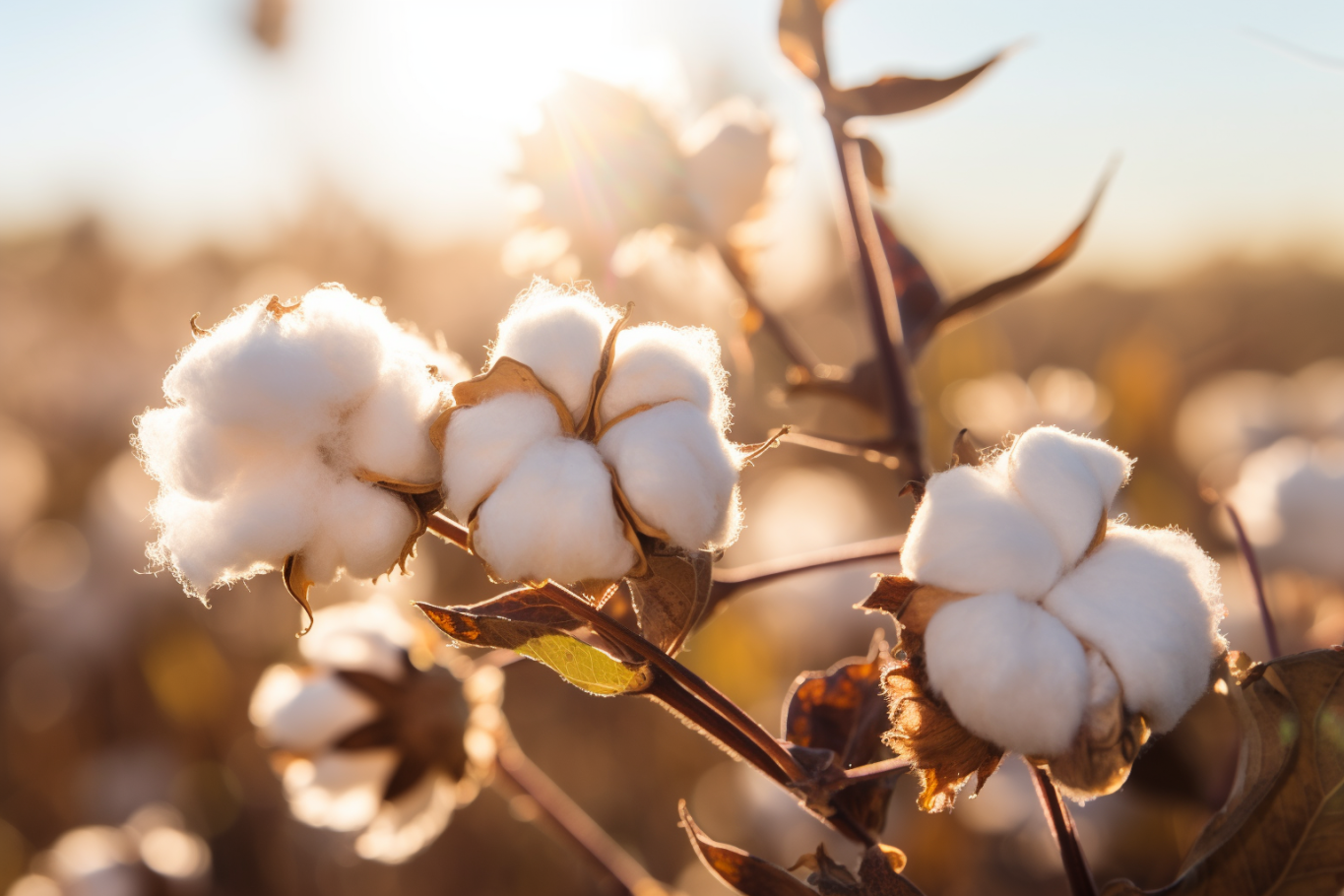 Cotton in a field with the sun shining on it, by Ebb and Weave.